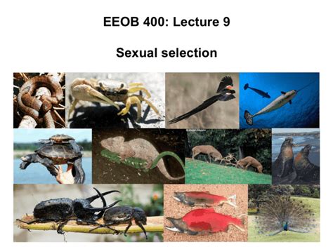 mating|45.6E: Mating Systems and Sexual Selection